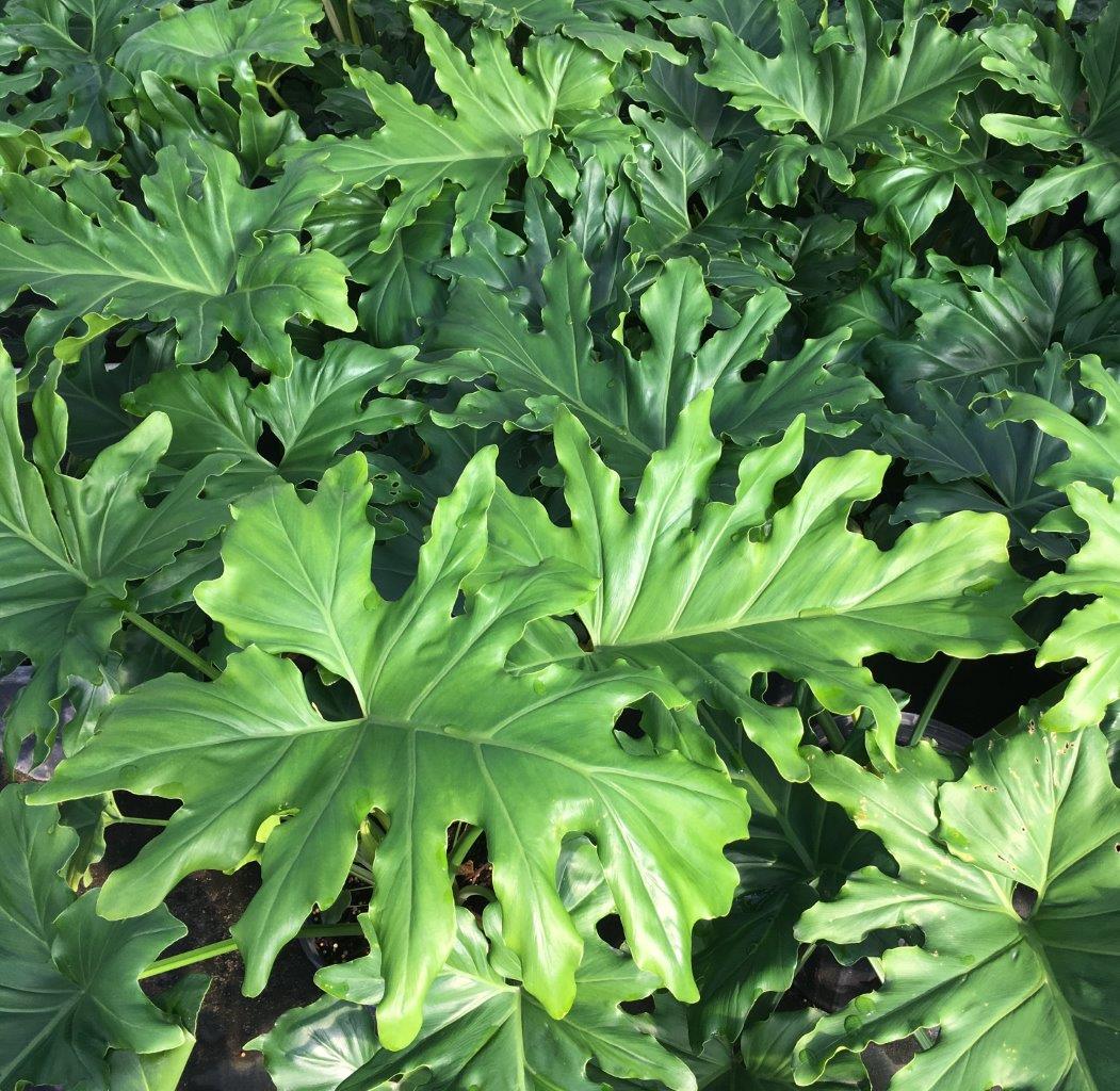 Split Leaf Philodendron